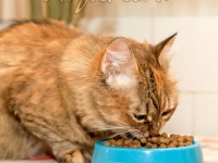 Ashford-Boarding-Cattery