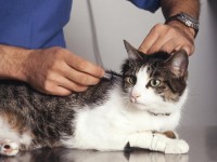 cat_vaccination