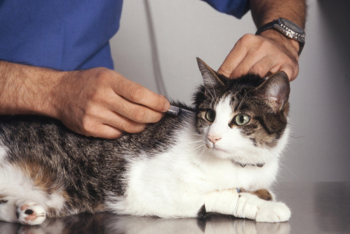 cat_vaccination