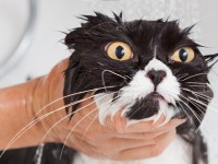 Bathing_a_Cat