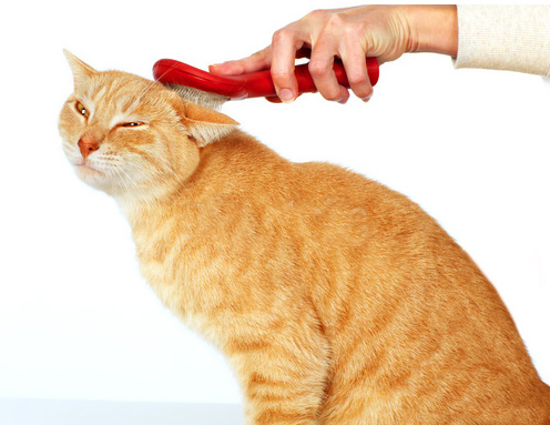 Brushing_technique_for_short_haired_cat